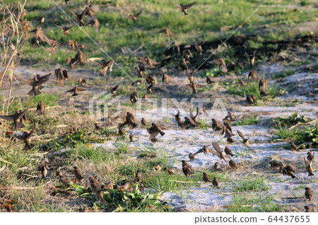 A group of sparrows 64437655