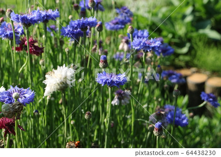 Yagurumagiku flower Yagurumagiku flower 64438230