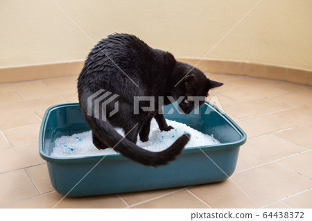 Black cat running to relieve silicone box outdoors. 64438372