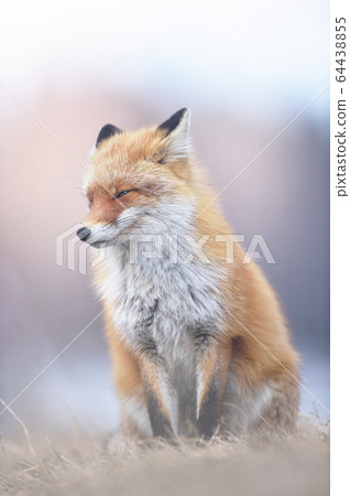 Kita fox that seems to be sleepy (Hokkaido) Kita fox that seems to be sleepy (Hokkaido) 64438855