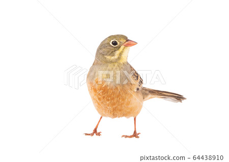ortolan (Emberiza hortulana) isolated on a white 64438910