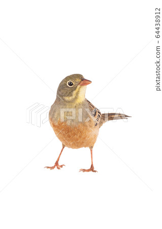 ortolan (Emberiza hortulana) isolated on a white 64438912