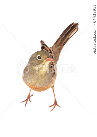 ortolan (Emberiza hortulana) isolated on a white 64438913