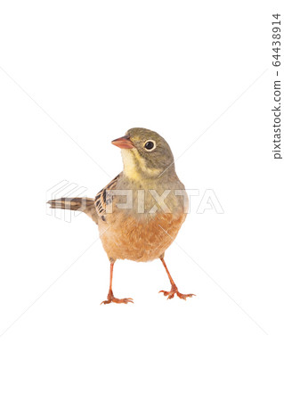 ortolan (Emberiza hortulana) isolated on a white 64438914