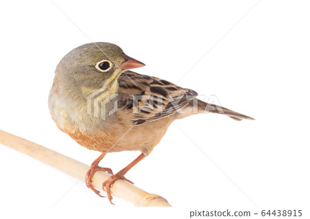ortolan (Emberiza hortulana) isolated on a white 64438915