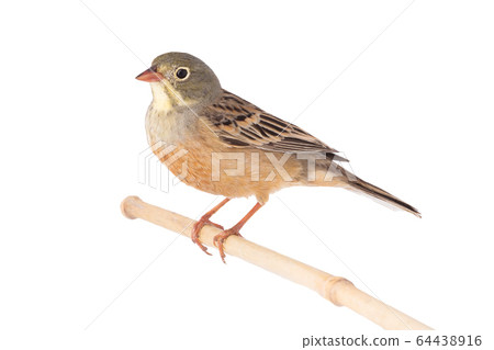 ortolan (Emberiza hortulana) isolated on a white 64438916