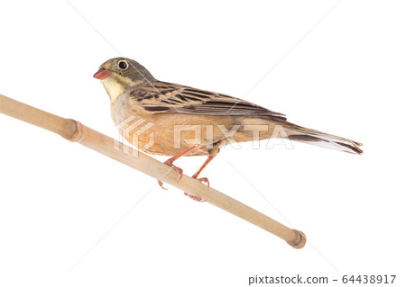 ortolan (Emberiza hortulana) isolated on a white 64438917
