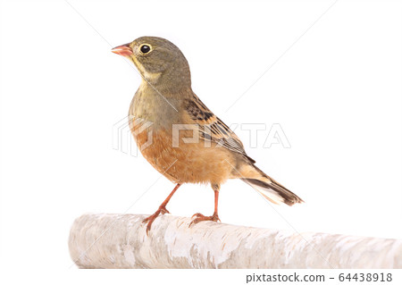 ortolan (Emberiza hortulana) isolated on a white 64438918