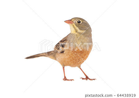 ortolan (Emberiza hortulana) isolated on a white 64438919
