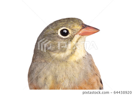 portrait ortolan (Emberiza hortulana) isolated on 64438920