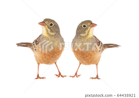 two ortolan (Emberiza hortulana) isolated on a 64438921