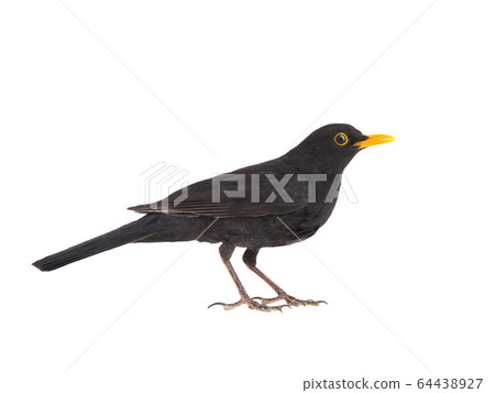 blackbird isolated on a white background. 64438927