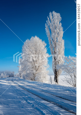 Trees in hoarfrost along the road against the blue 64439057