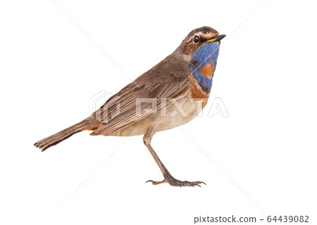 bluethroat (Luscinia svecica) isolated on a white bluethroat (Luscinia svecica) isolated on a white 64439082