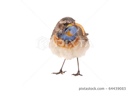 bluethroat (Luscinia svecica) isolated on a white 64439083