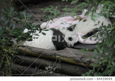 Baby panda 64439094