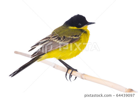 wagtail isolated on a white background in studio wagtail isolated on a white background in studio 64439097