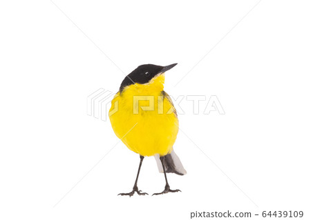 wagtail isolated on a white background in studio wagtail isolated on a white background in studio 64439109