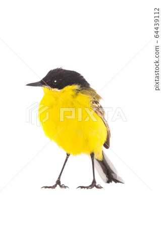 wagtail  isolated on a white background  in studio 64439112