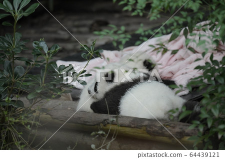 Baby panda 64439121