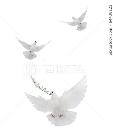 free flying white dove isolated free flying white dove isolated 64439122