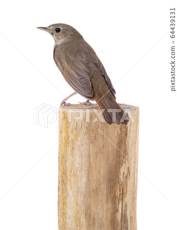Nightingale sits on a stump isolated on a white Nightingale sits on a stump isolated on a white 64439131