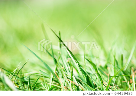 Fresh green bright spring grass with sunlight and blurred background, selective focus, summer nature concept background 64439485