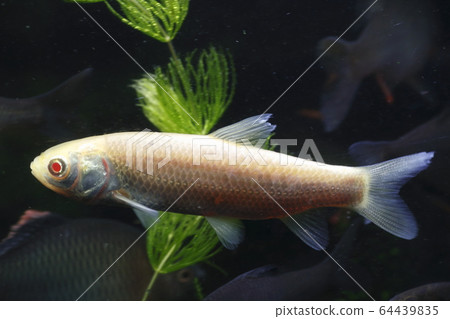 Albino grass carp (juvenile) 64439835