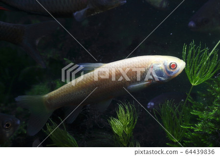 Albino grass carp (juvenile) 64439836