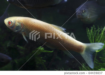 Albino grass carp (juvenile) Albino grass carp (juvenile) 64439837