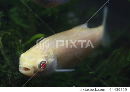 白化草魚(少年) 白化草魚(少年) 64439839