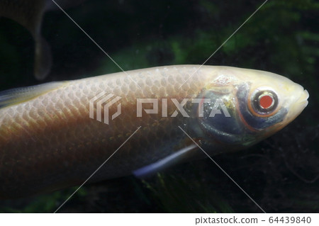 白化草魚(少年) 白化草魚(少年) 64439840