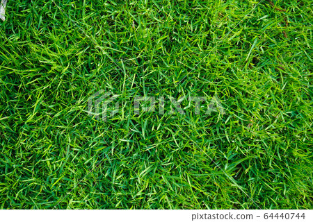 Top view of green grass in the dew on nature. Top view of green grass in the dew on nature. 64440744