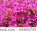 杜鵑花在韓國公園裡的花 64440745