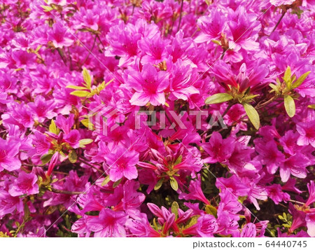 Rhododendron flowers in Korea park 64440745