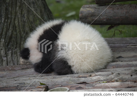 Baby panda Baby panda 64440746