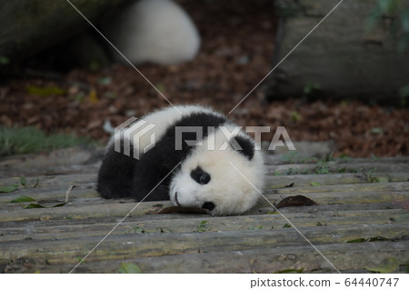 Baby panda Baby panda 64440747