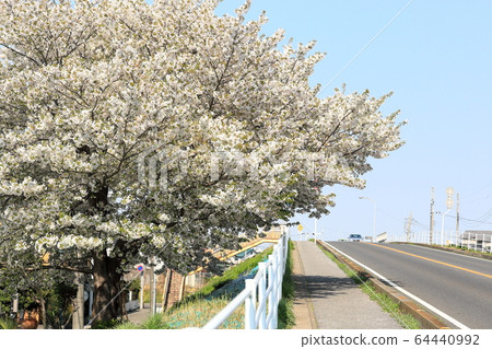 富士見橋上盛開的櫻花 富士見橋上盛開的櫻花 64440992