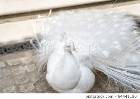 white peacocks are spread tail feathers 64441180