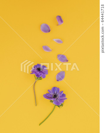 Blue anemones with petals on yellow background. Flat lay. Blue anemones with petals on yellow background. Flat lay. 64441718