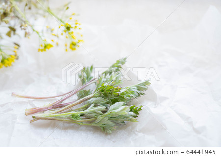 Wormwood young leaves Wormwood young leaves 64441945