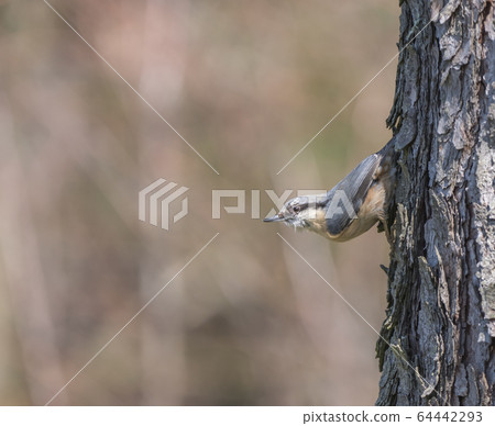Close up wood Nuthatch or Eurasian nuthatch, climbing on larch tree trunk with head down. Green bokeh background, copy space. Close up wood Nuthatch or Eurasian nuthatch, climbing on larch tree trunk with head down. Green bokeh background, copy space. 64442293