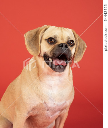 Portrait of young adorable puggle Portrait of young adorable puggle 64442523