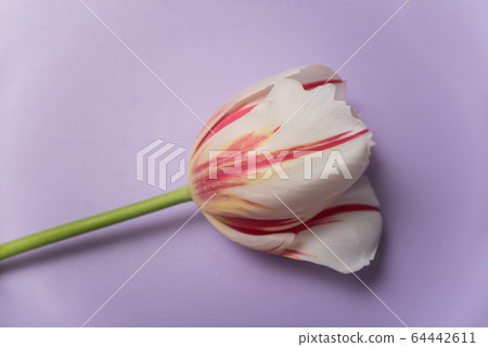 Closeup of red and white tulip isolated on purple 64442611