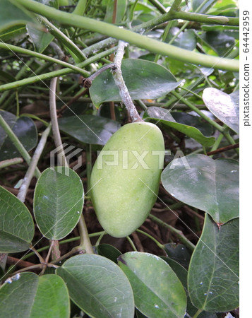 Mubane堅果 64442959