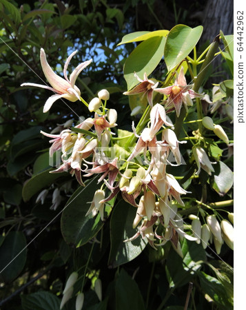 Mube花 Mube花 64442962