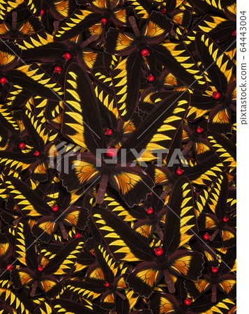 Abstract pattern maden from different colorful butterflies Abstract pattern maden from different colorful butterflies 64443004