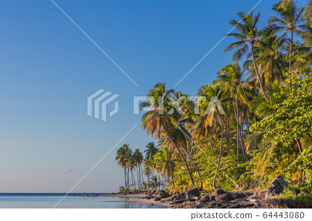 palm trees over tropical lagoon with wild beach palm trees over tropical lagoon with wild beach 64443080