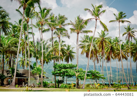 palm trees over tropical lagoon with wild beach 64443081