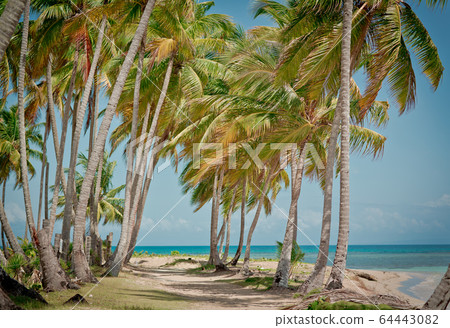 palm trees over tropical lagoon with wild beach palm trees over tropical lagoon with wild beach 64443082